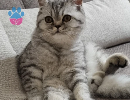 British shorthair erkek kedime eş arıyoruz