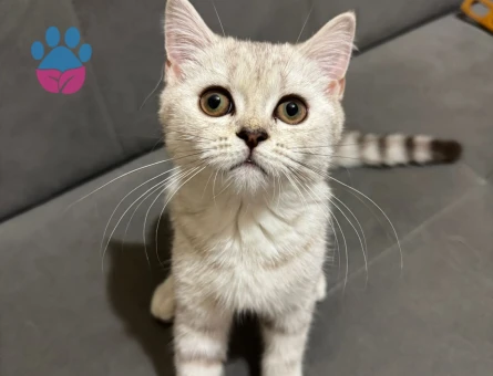 İzmir Bornova British Shorthair Dişi Kedimize Eş Arıyoruz