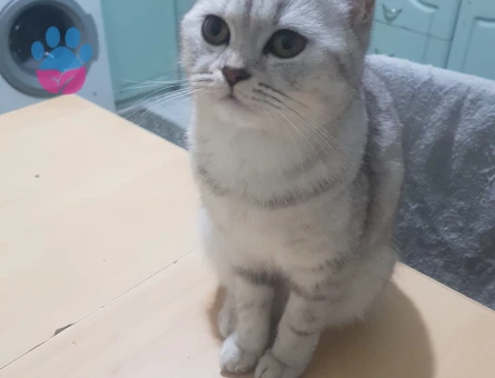 İzmir Bornova British Shorthair Dişi Kedimize Eş Arıyoruz