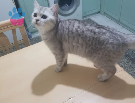 İzmir Bornova British Shorthair Dişi Kedimize Eş Arıyoruz