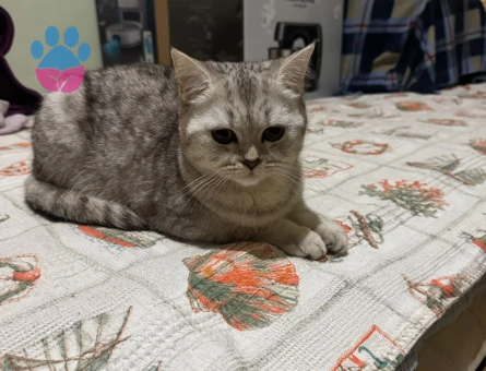 İzmir Bornova British Shorthair Dişi Kedimize Eş Arıyoruz