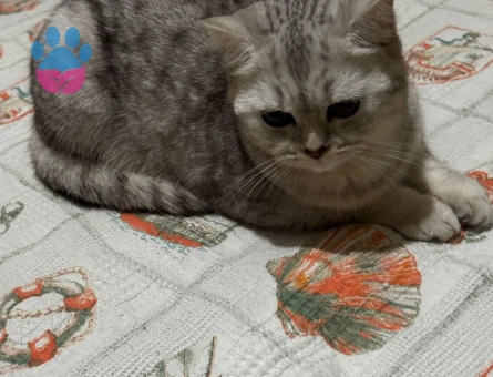 İzmir Bornova British Shorthair Dişi Kedimize Eş Arıyoruz