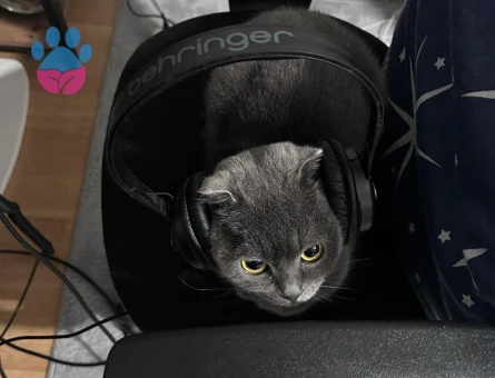 Scottish Fold kızıma eş arıyorum.