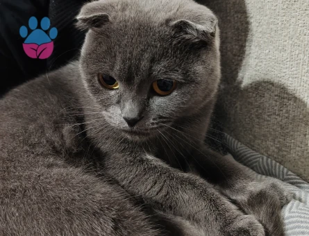 Scottish Fold kızıma eş arıyorum.