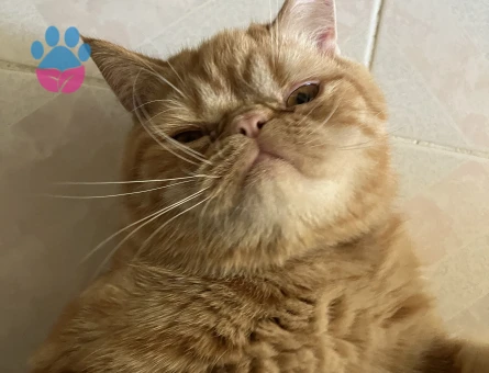 Oğluma Eş arıyororuz