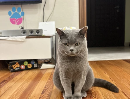 British Shorthair 1 Yaşında Eş Arıyor