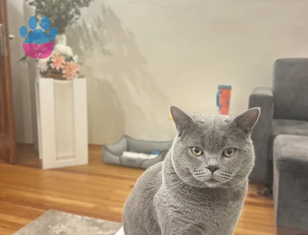 British Shorthair 1 Yaşında Eş Arıyor