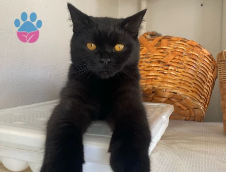 Mr.Asil İçin Bir Hanımefendi Arıyoruz