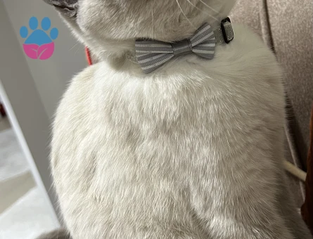 British Bluepoint Kedime Eş Arıyorum