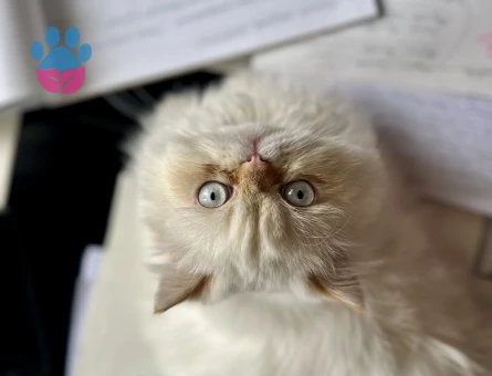 Himalayan cinsi bir bey arıyoruz