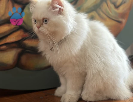 Himalayan cinsi bir bey arıyoruz