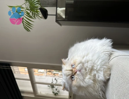 Himalayan cinsi bir bey arıyoruz