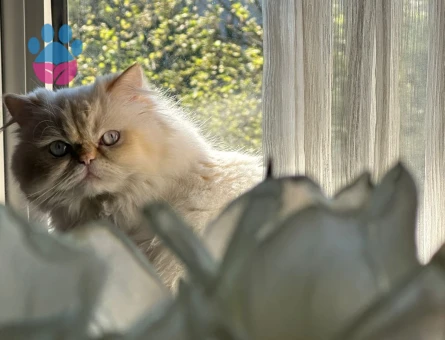 Himalayan cinsi bir bey arıyoruz