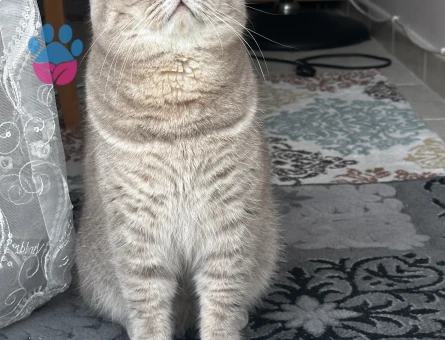 Oğlum için güzel bir kız arıyorum