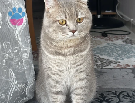 Oğlum için güzel bir kız arıyorum