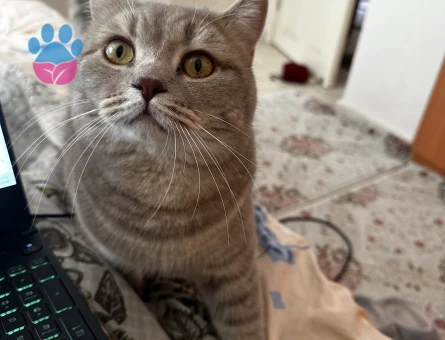 Oğlum için güzel bir kız arıyorum