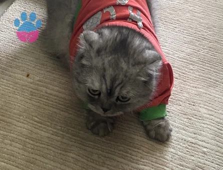 Güzeller güzeli kızıma eş arıyorum