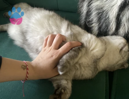 Güzeller güzeli kızıma eş arıyorum