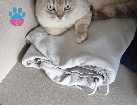 2 yaşında olan Şekomuza eş arıyoruz