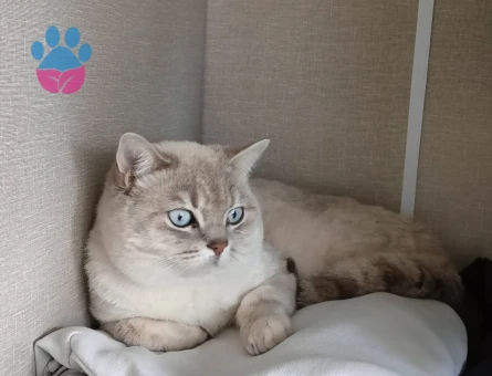 2 yaşında olan Şekomuza eş arıyoruz