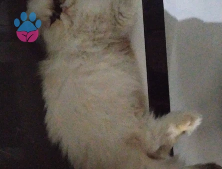 Kedime eş arıyorum