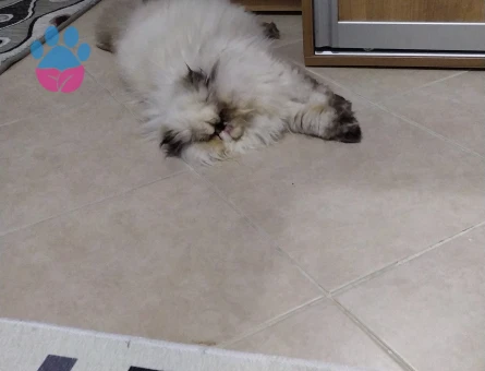 Kedime eş arıyorum