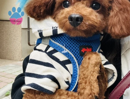 Kore poodle eş ilanıdır gelin adayı arıyoruz