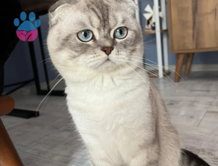 Scottish fold shorthair SCR li Erkek kedime acil eş arıyorum.