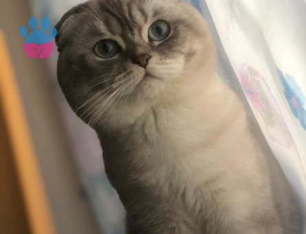 Scottish fold shorthair SCR li Erkek kedime acil eş arıyorum.