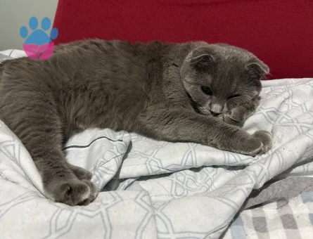 British Shorthair Kedime Eş arıyoruz