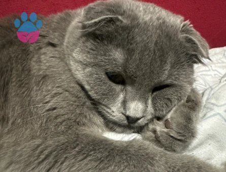 British Shorthair Kedime Eş arıyoruz