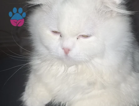 Oğluma gelin adayı Arıyoruz