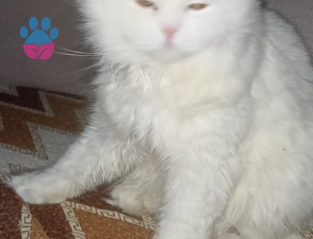 Oğluma gelin adayı Arıyoruz