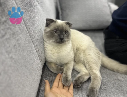 Scottish Fold Kedime Eş Arıyorum