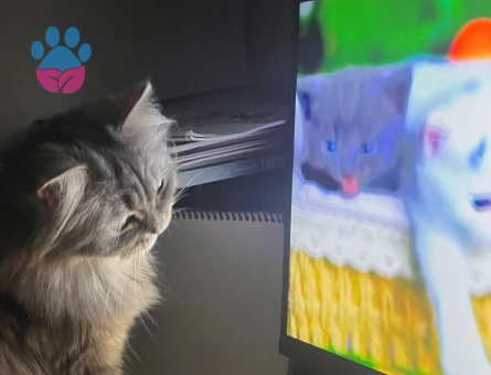 British Shorthair Kızıma Eş Arıyorum