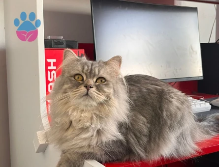 British Shorthair Kızıma Eş Arıyorum