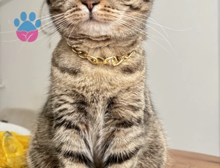 Scotish fold kızımıza yakışıklı adaylarımızı bekliyoruz