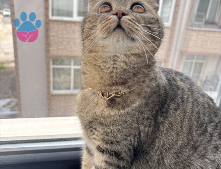 Scotish fold kızımıza yakışıklı adaylarımızı bekliyoruz