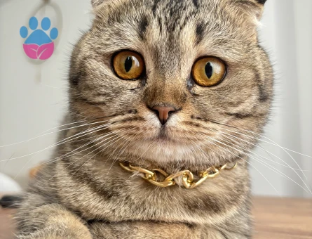 Scotish fold kızımıza yakışıklı adaylarımızı bekliyoruz