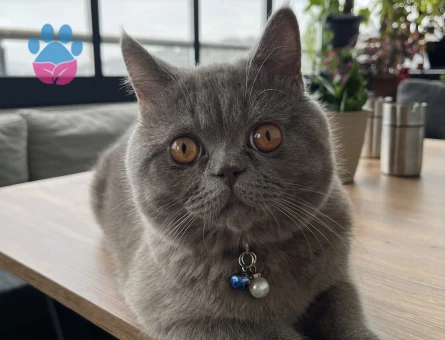British Shorthair 1 Yaşında Eş Arıyor