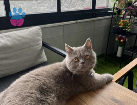 British Shorthair 1 Yaşında Eş Arıyor