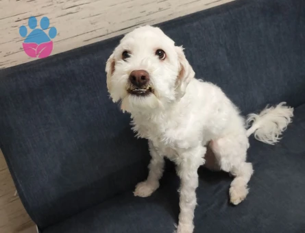 Mişa için eş arıyoruz