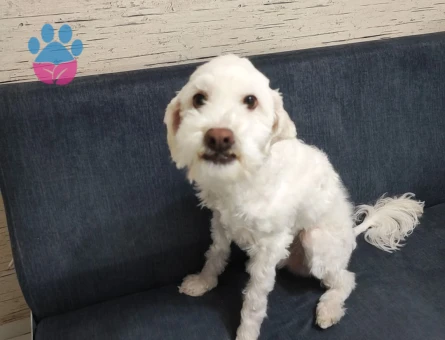 Mişa için eş arıyoruz