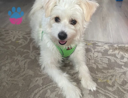 Maltese Terrier Oğlum İçin Eş Arıyorum