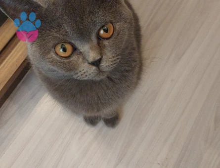 British oğlumuza eş arıyoruz