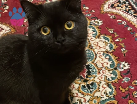 British Shorthair Kedim Eş Arıyor 1 Yaşında