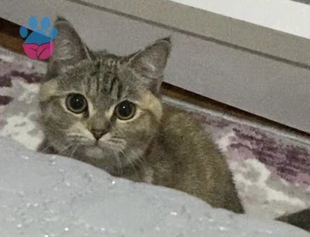 British shothair Kızım Eş Arıyor Kızgınlıkta