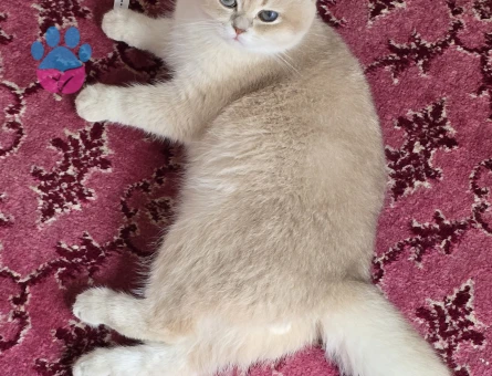 CY12 BRITISH SHORT HAIR OĞLUMA EŞ ARIYORUM