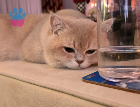 CY12 BRITISH SHORT HAIR OĞLUMA EŞ ARIYORUM