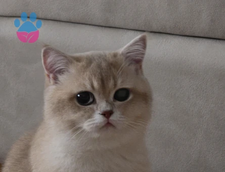 CY12 BRITISH SHORT HAIR OĞLUMA EŞ ARIYORUM